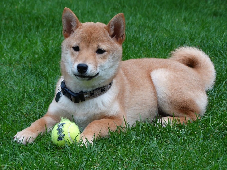 －柴犬雖然是日本犬，天生有著精壯的身材，然而因為牠們固執的個性，喜歡吃的東西就一直吃，於是現在的胖柴柴有越來越多的趨勢！