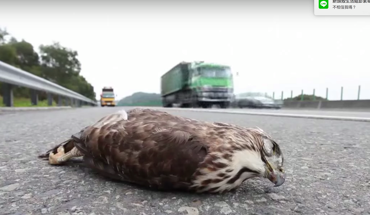 高速公路為人們帶來便利的交通，卻也使得道路致死成為天天上演的連續劇。 圖：翻攝自「重返里山」紀錄片