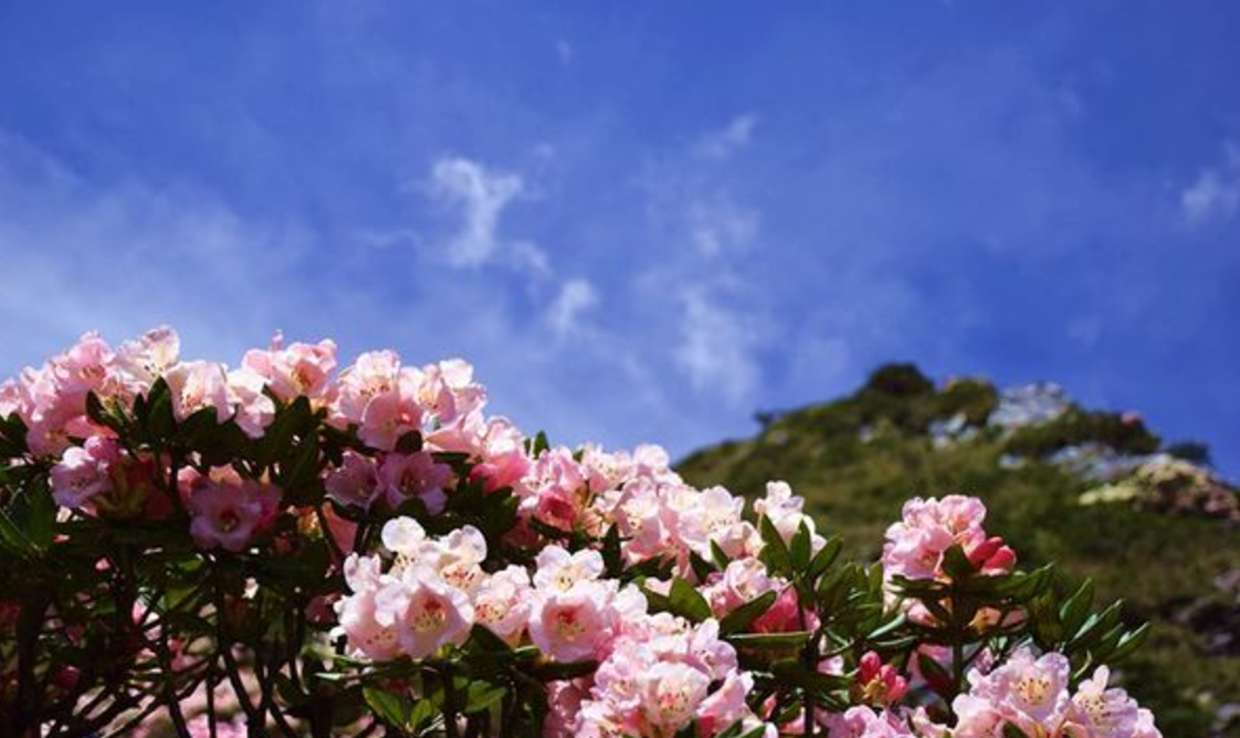 目前合歡尖山、小奇萊有少數高山杜鵑開花，合歡主峰則多為含苞狀態。 圖：翻攝自台灣觀光年曆網站