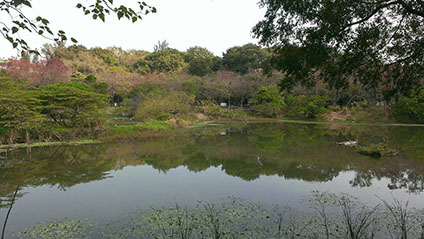 鳥松濕地公園是台灣第一座以人工濕地為主題的公園，近期推廣生態環境教育。 圖：翻攝自鳥松濕地公園官網