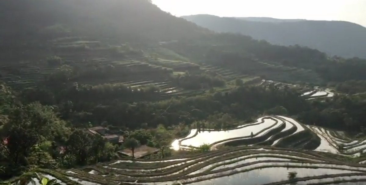 石門區山溪里的嵩山梯田，是新北之最中，最大的百年梯田，當地出產「千歲米」。 圖：翻攝自10大新北之最影片