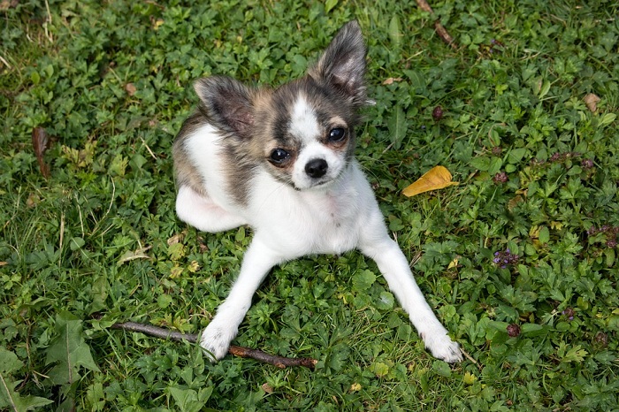 幼犬與老犬因體力較差，所以沒有辦法非常順利的調節體溫，需要多加留意。 圖：寵毛網petsmao資訊平台提供