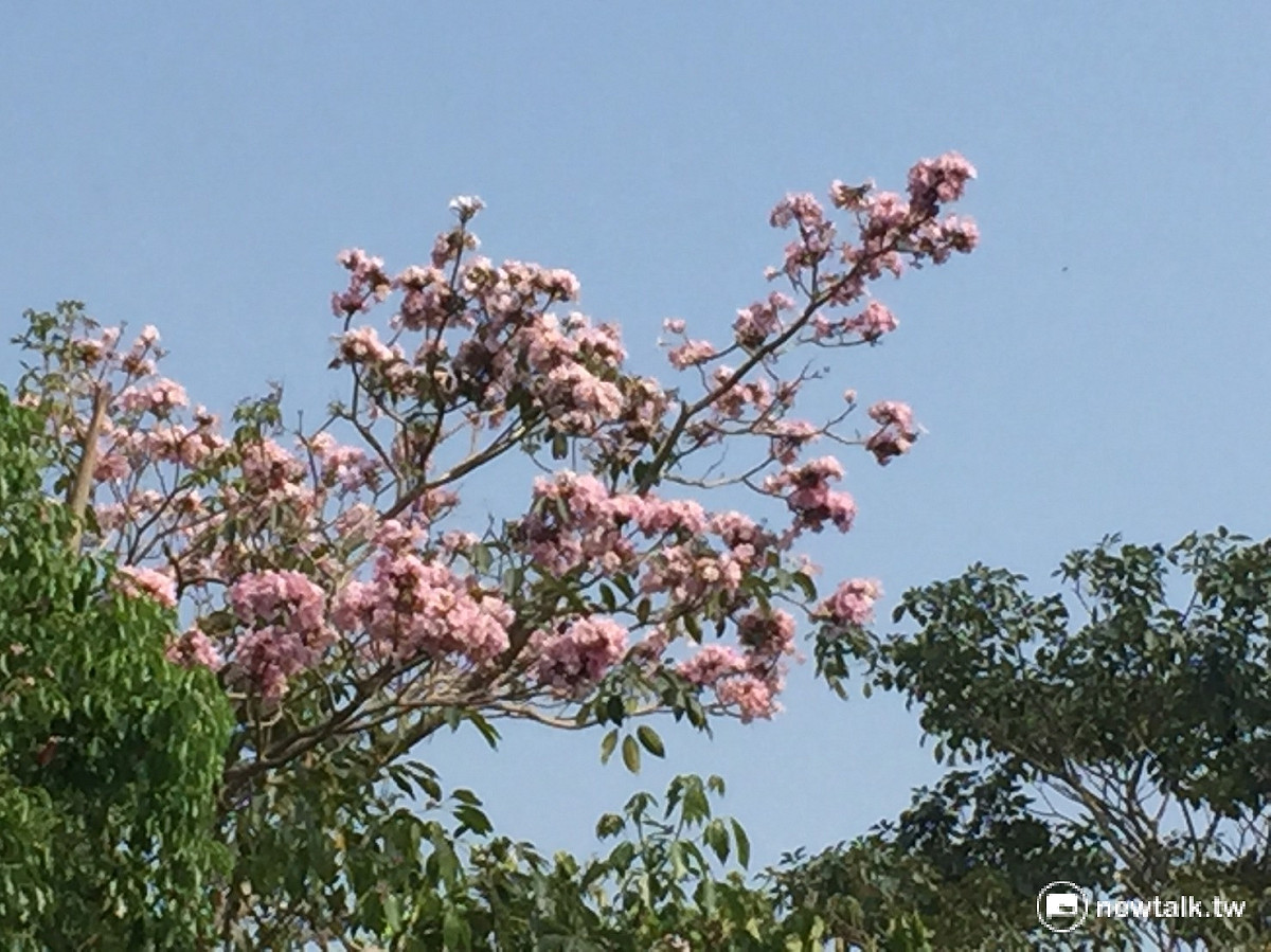 台中后豐鐵橋及九號隧道，夾道的粉紫花朵，浪漫又多姿。 圖：陳奕/攝