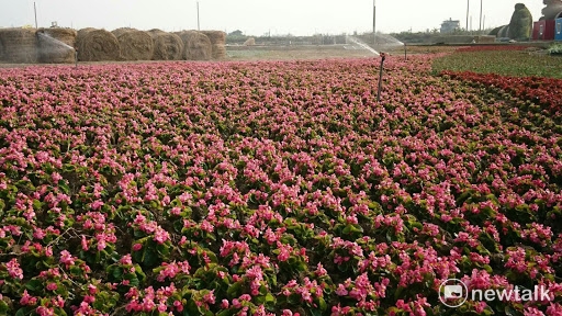在場也有桃園市府設置的花田可供觀賞。 圖：桃園市政府提供