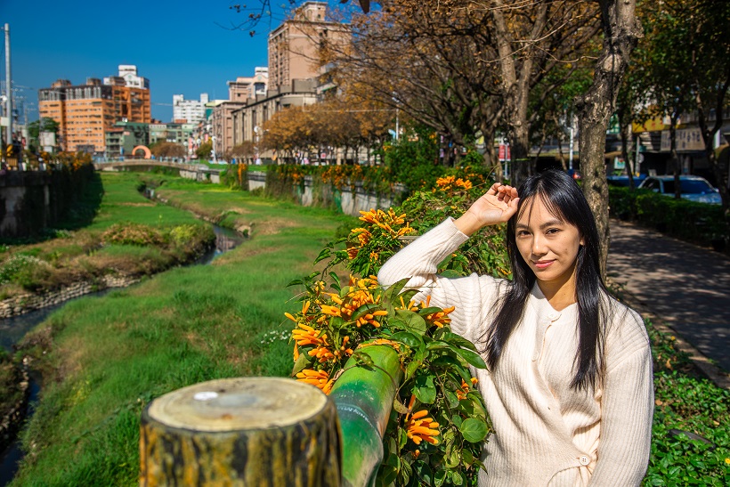 綠意盎然的鴨母港溝，堤牆已爬滿花亮橘色的炮仗花。 圖：新北市水利局提供
