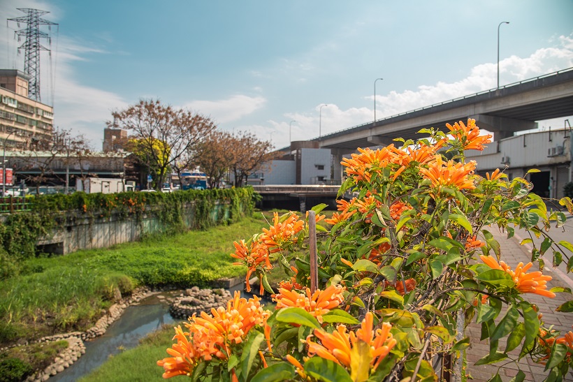 鴨母港溝左岸精心種植的花台已於欄杆上爬滿炮仗花。 圖：新北市水利局提供