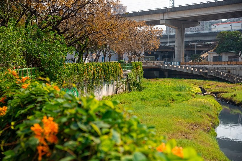 鴨母港溝綠美化環境已形成一條綠色親水廊道。 圖：新北市水利局提供