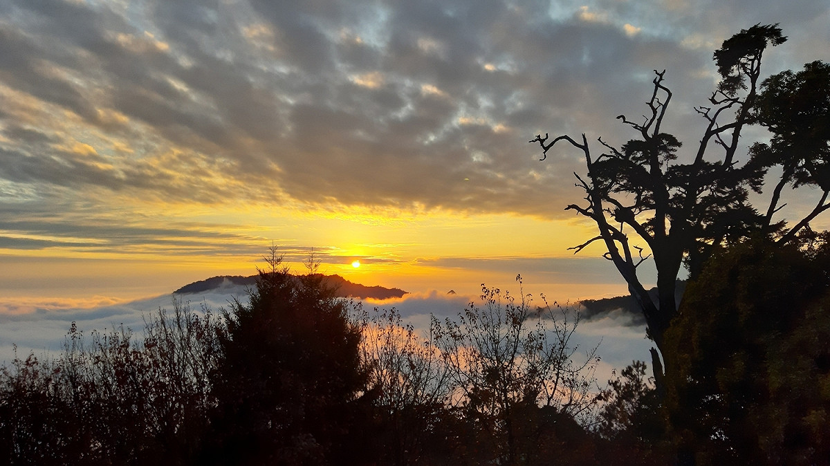 大雪山雲海。 圖：取自東勢林區管理處網站