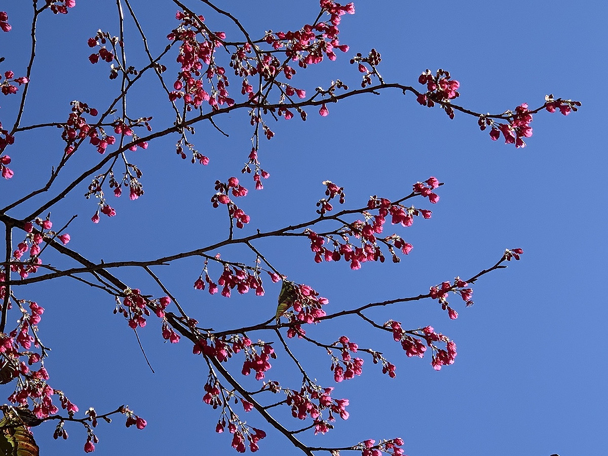 大雪山櫻花 圖：取自東勢林區管理處網站