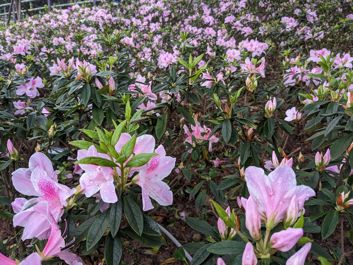 萬里區瑪鋉溪畔的運動公園及觀光公園廣植1萬7千株杜鵑花海，整體展區也達到1.5公頃。 圖：新北市農業局提供