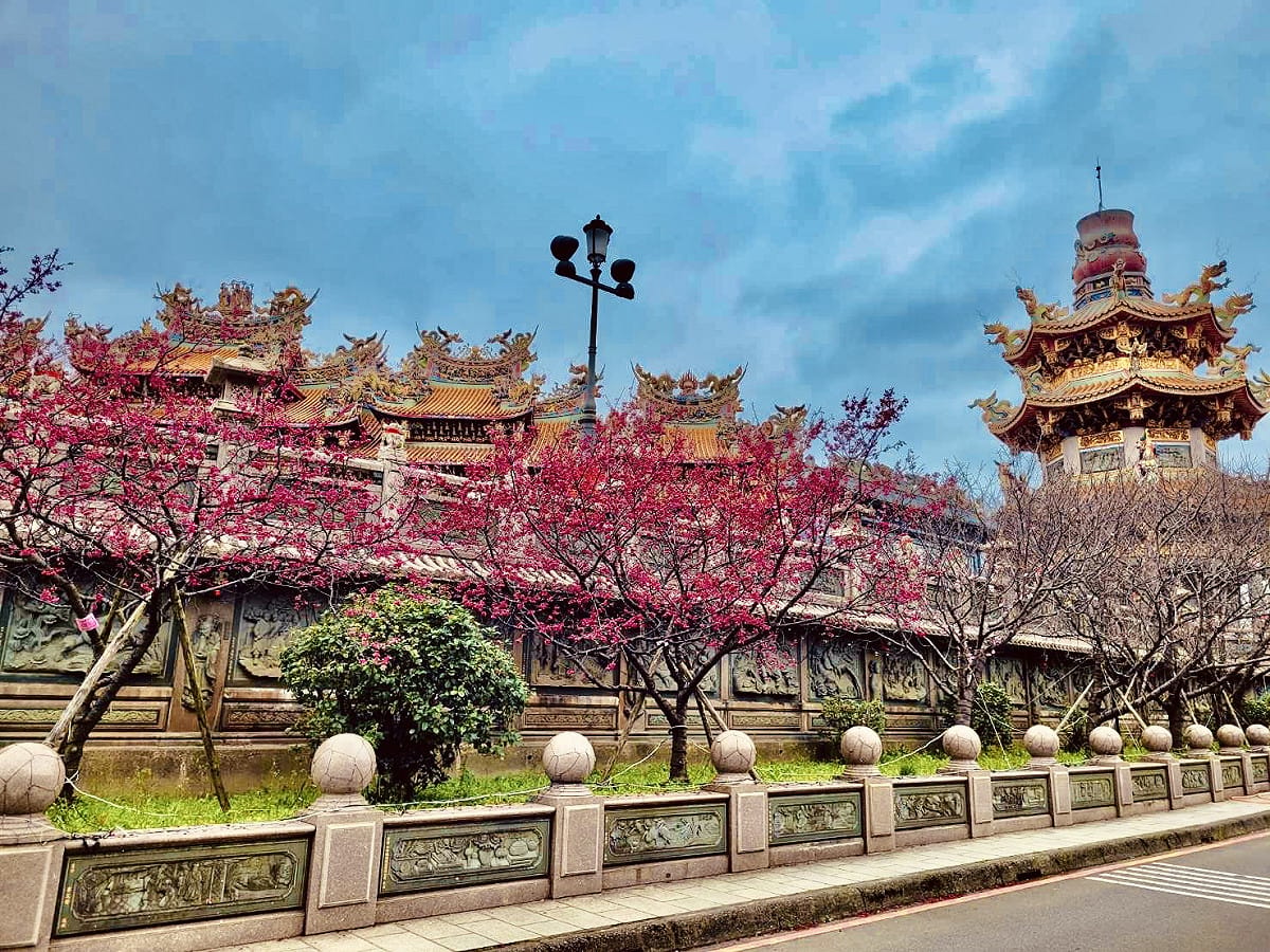 林口竹林寺櫻花現正綻放中。 圖：新北市景觀處提供