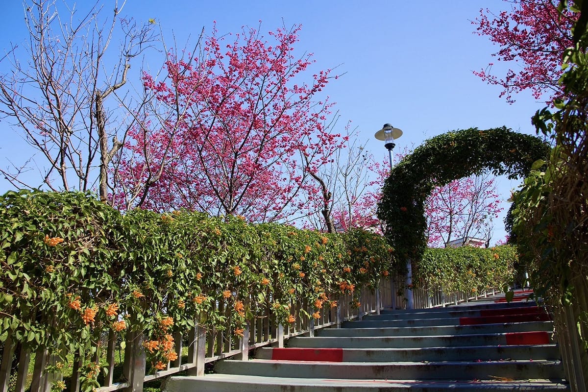 鶯歌永吉公園櫻花及炮仗花盛開中。 圖：新北市景觀處提供