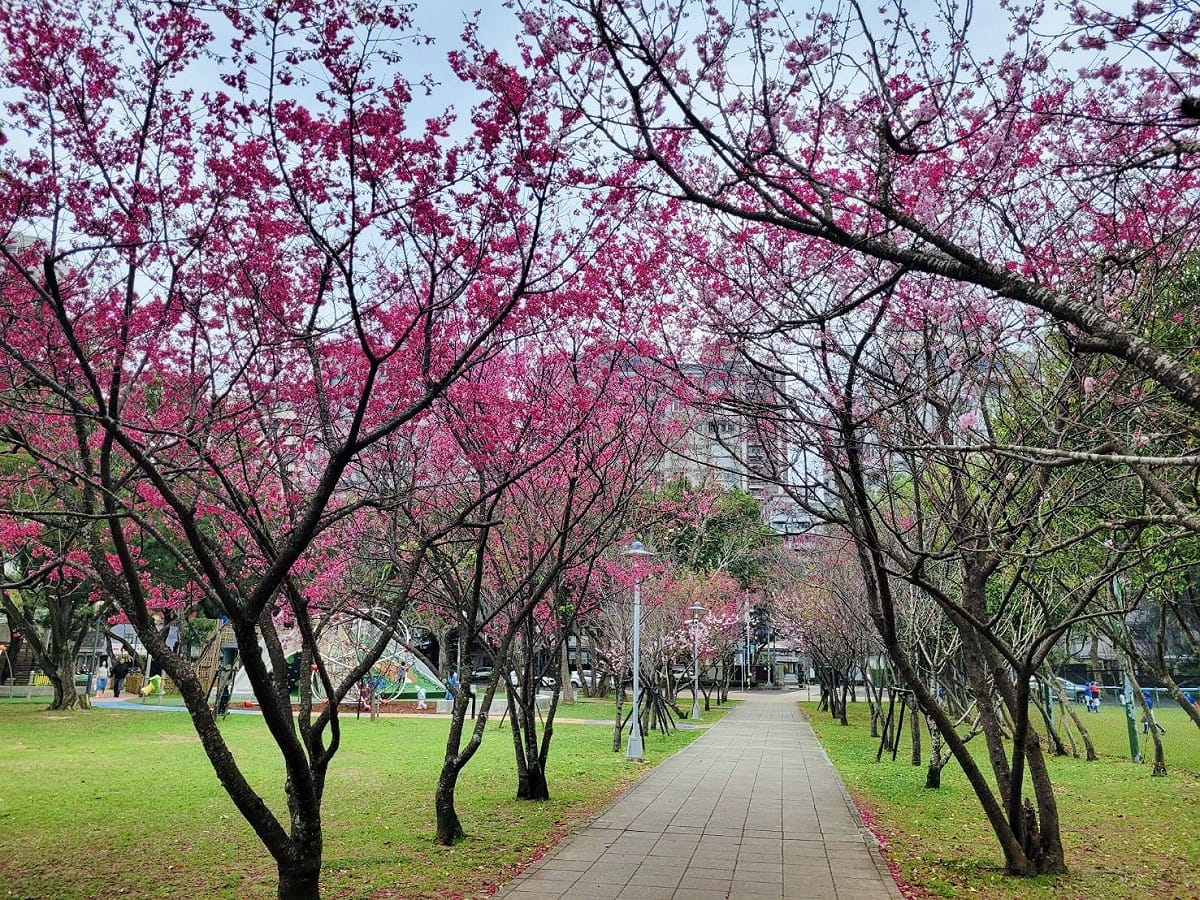 林口小熊公園櫻花大道。 圖：新北市景觀處提供