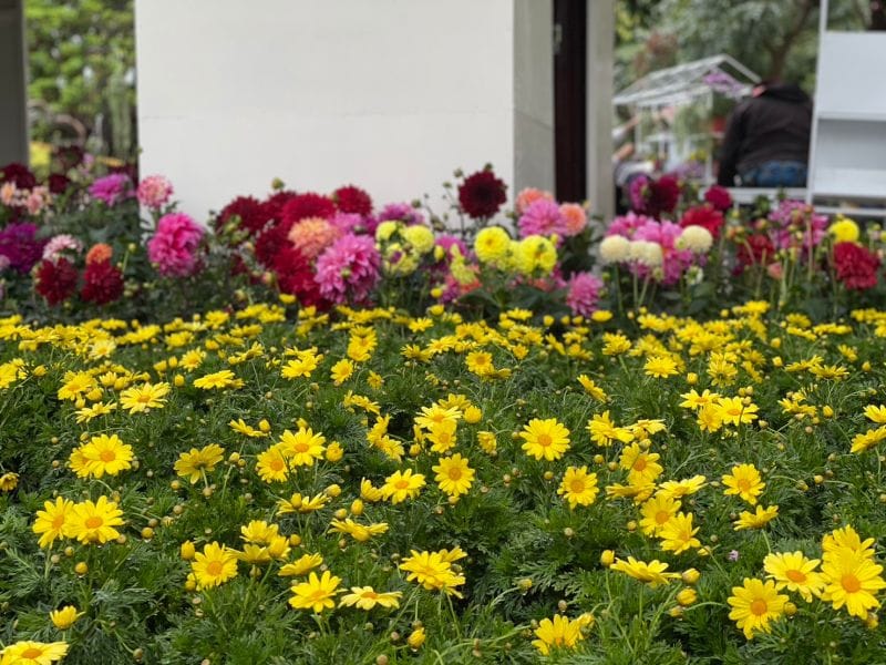 3月正式進入春季，正是百花齊放的好時節，台北市各個角落都能看見嬌嫩花姿，北市觀傳局為響應春神降臨，製作賞花地圖提供給民眾按圖索驥。 圖／記者汪睿琦攝