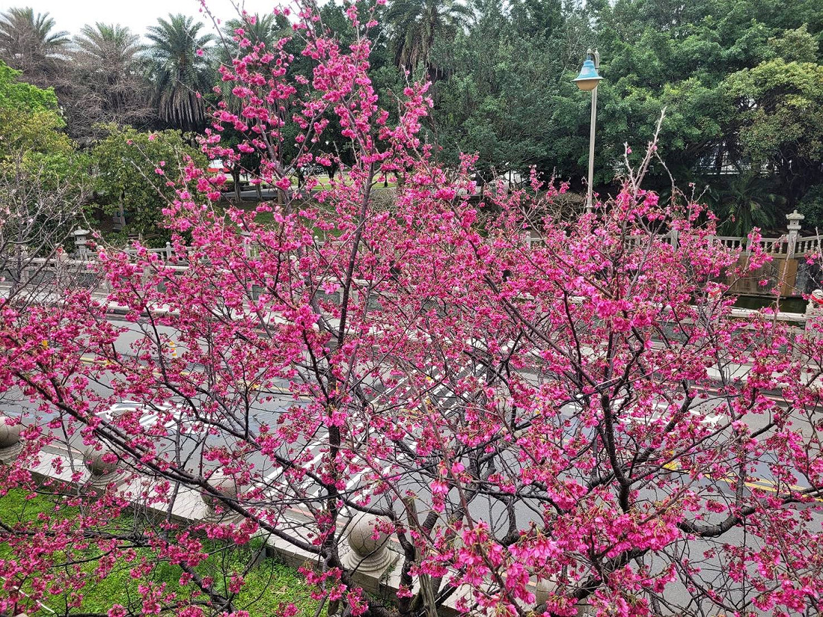 竹林山觀音寺山櫻花正盛開。 圖：新北市景觀處提供