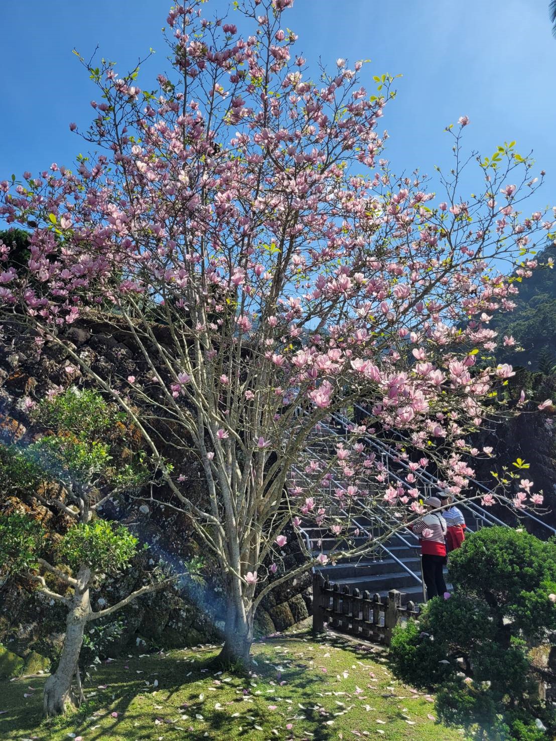 庭園的木蘭花盛開中。 圖：新北市景觀處提供