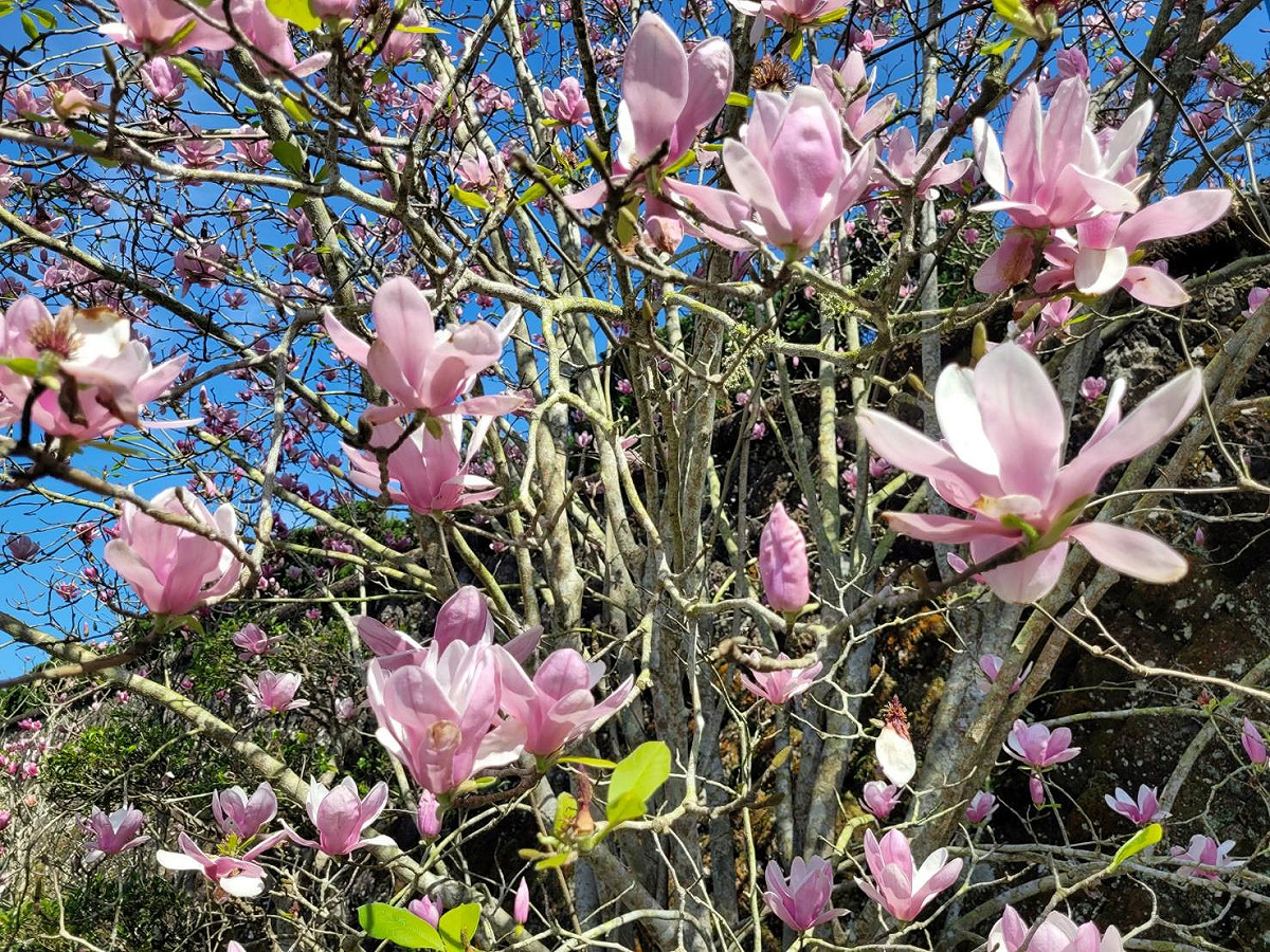 綻放的木蘭花吸引眾人目光。 圖：新北市景觀處提供