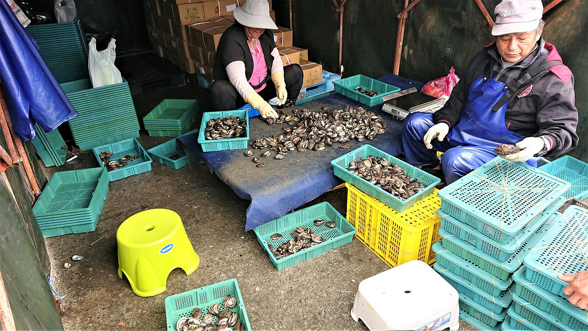 經過養殖達人篩選把關，確保賣出的每一粒貢寮鮑都是肥美飽滿及品質優良。 圖：新北市漁業處提供