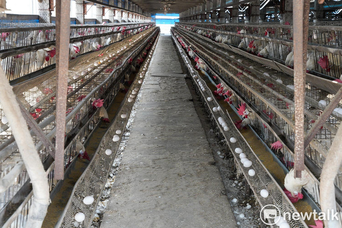 彰化二林的一處傳統開放式蛋雞場，寒流來襲只能在雞場外罩上一層帆布，保溫效果不如新式的水簾式蛋雞場，天冷天熱都會影響蛋雞的產量，較為開放的場域也容易受到禽流感病毒的攻擊。目前彰化地區主要還是傳統開放式蛋雞場。 圖：張良一/攝