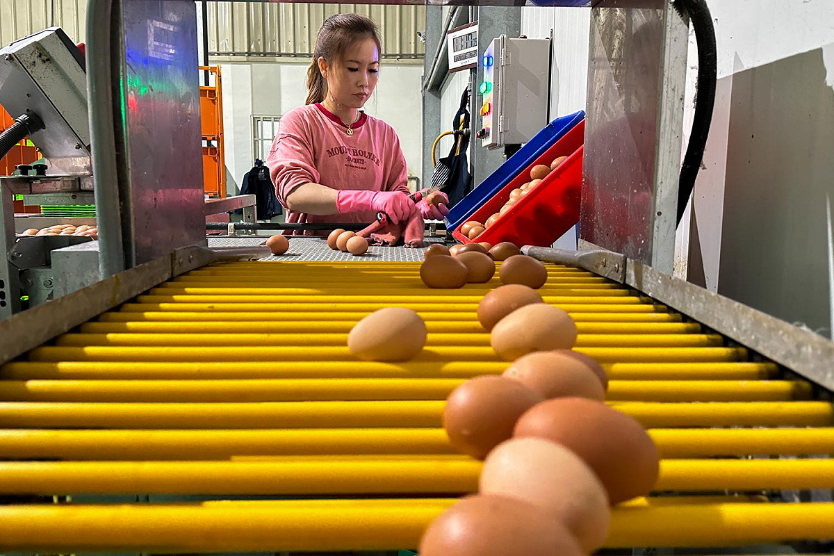 蛋雞場的工作人員正在清理雞蛋的雞屎和雞血。該工作人員說，往年輸送帶上滿滿都是雞蛋，她常常要按下停止鍵，才來得及清理輸送帶上剛運出來的雞蛋，但今年雞蛋真的少很多。 圖：張良一/攝