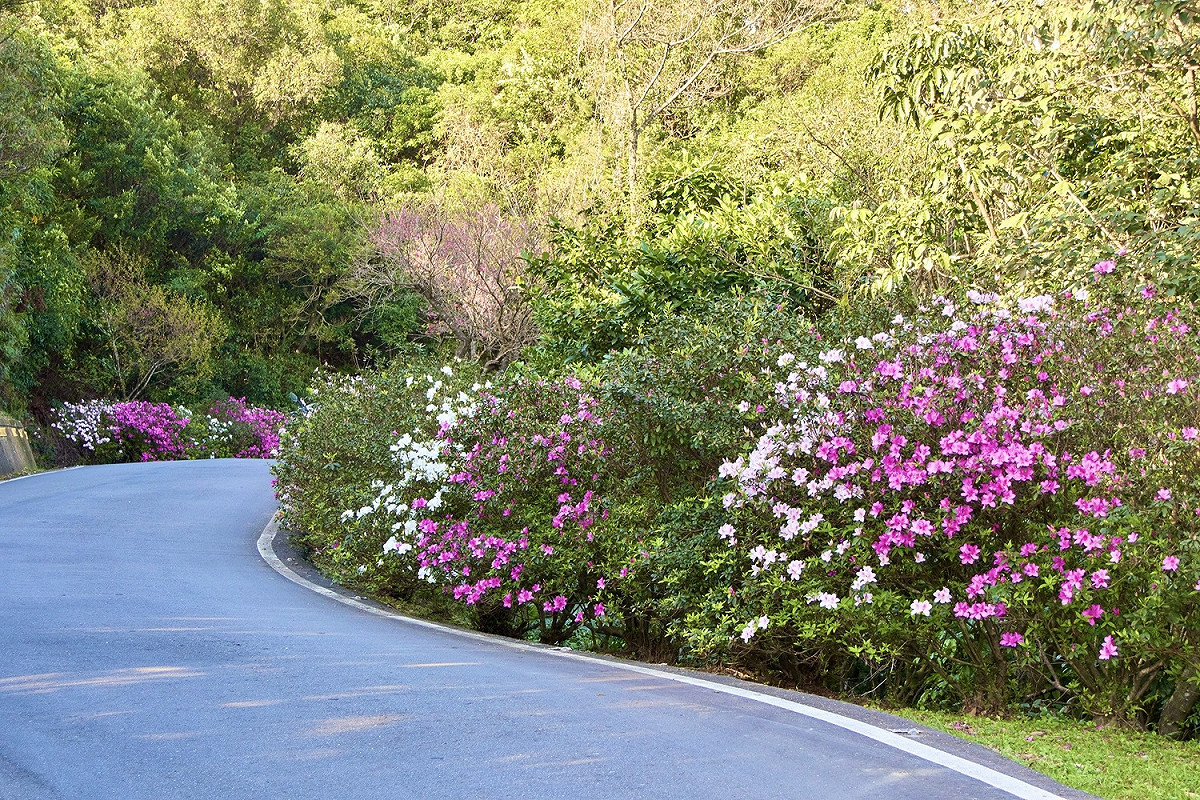 雙泰產業道路景觀廊道杜鵑盛開中。 圖：新北市景觀處提供