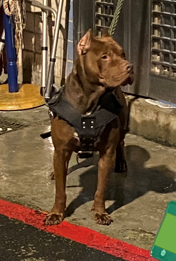 比特犬養在家門口但未戴上嘴套。 圖：新北市動保處提供