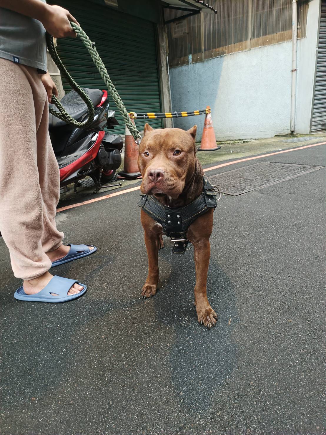 帶比特犬出門，除須為其繫上牽繩，且須為其帶上透氣嘴套。 圖：新北市動保處提供