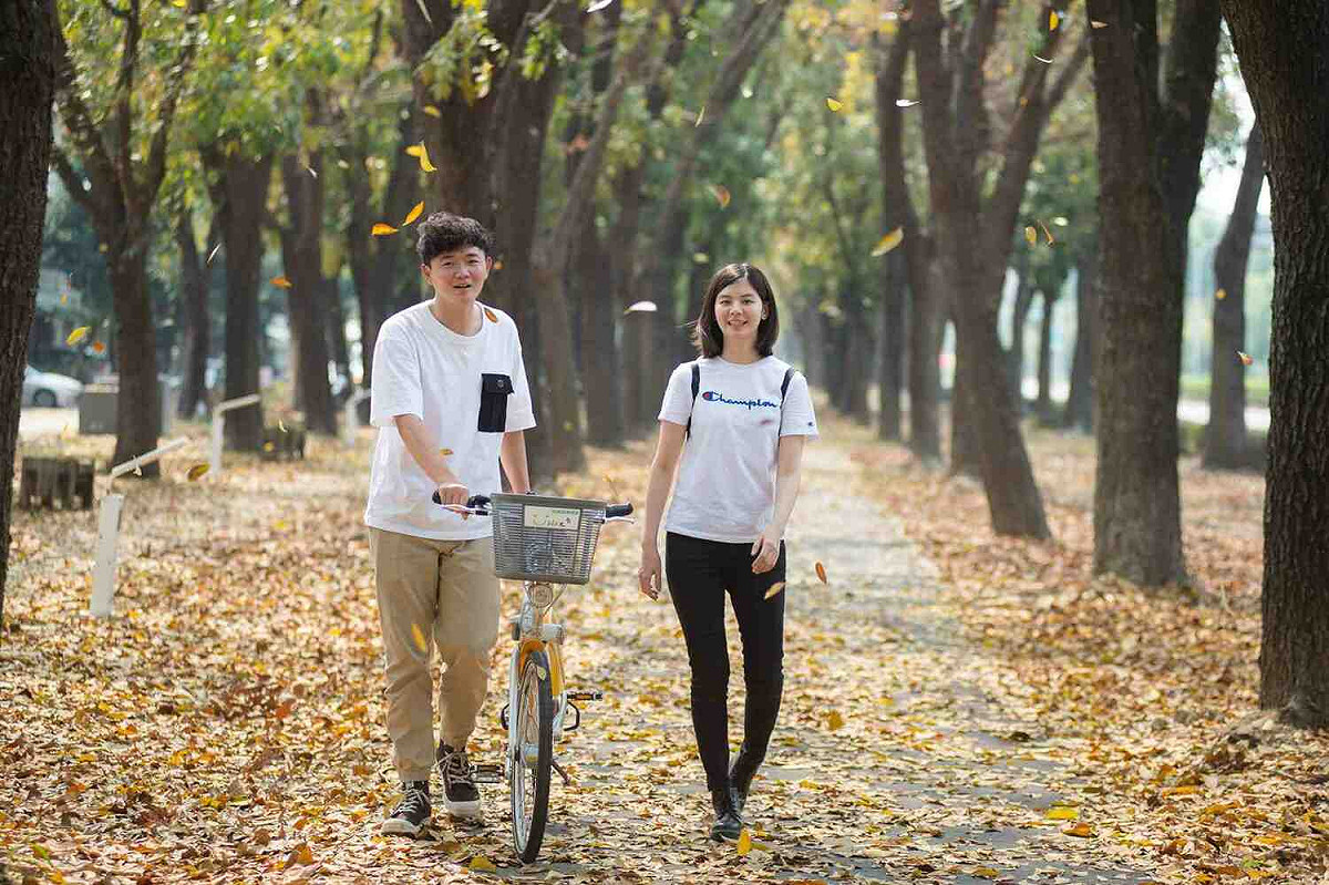 嘉義市世賢路兩旁桃花心木林蔭大道正值落葉期，仿若偶像劇情美景。 圖：嘉義市政府/提供