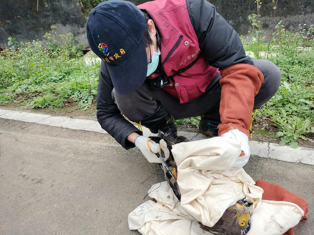 動保員唐俊源細心清除鳥體所有纏繞細繩網。 圖：新北市動保處提供