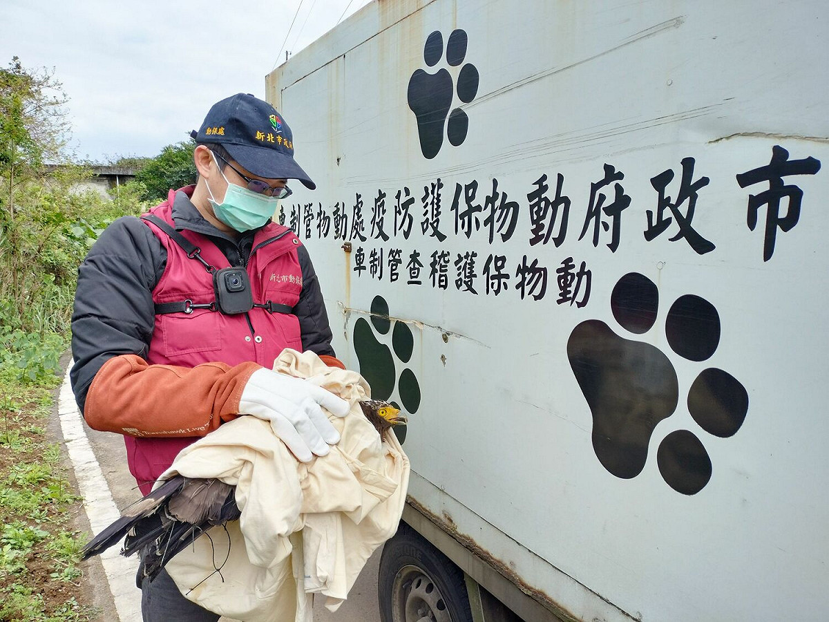 成功完成救援後帶至山林原生棲息地野放。 圖：新北市動保處提供