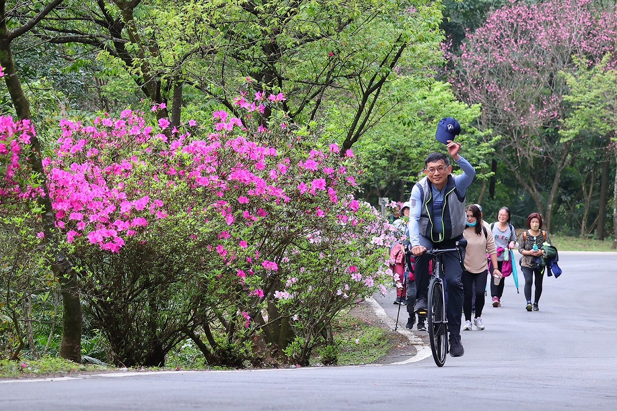 最美「景觀廊道」雙泰產業道路，10萬餘株杜鵑花一路綿延20多公里，不論是健行賞花、騎自行車或是沿途車遊都可欣賞景觀廊道之美。 圖：新北市景觀處/提供