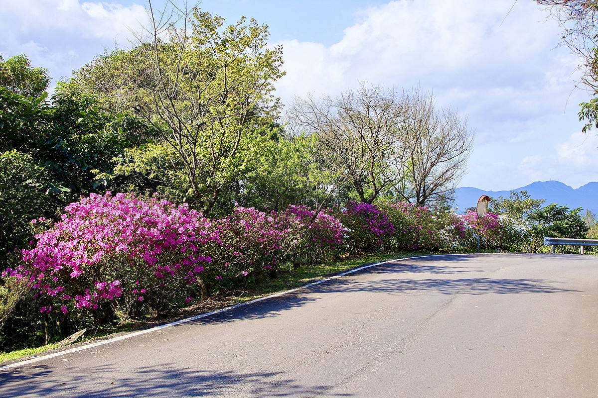 雙泰產業道路櫻花廊道修剪及複層次植栽杜鵑種植。 圖：新北市景觀處/提供