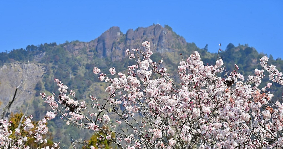 今年的阿里山櫻花季在3月10日開跑。 圖：翻攝自漫步在雲端的阿里山臉書
