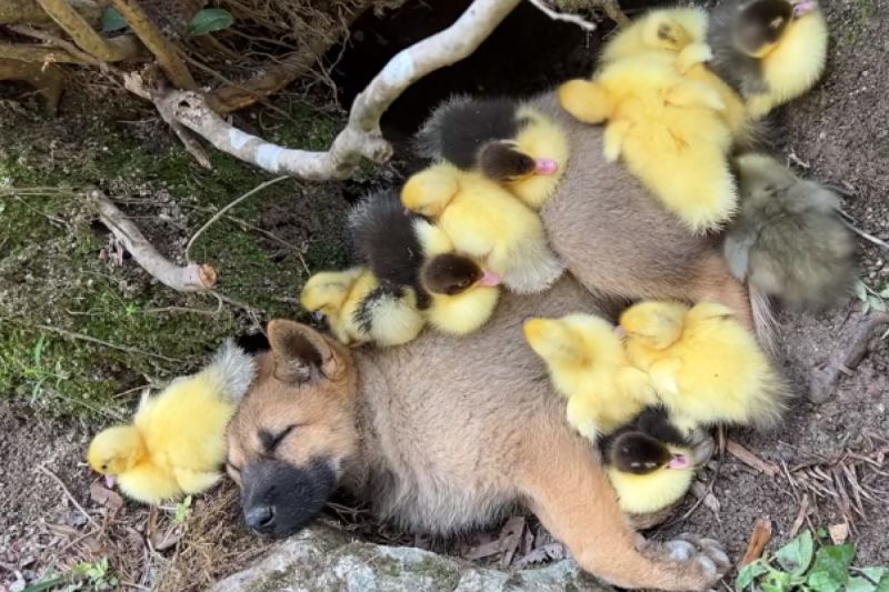 中國網友在家中茶園飼養多種動物，其中就有狗與鴨子。 圖／抖音：桔桔的茶園小動物
