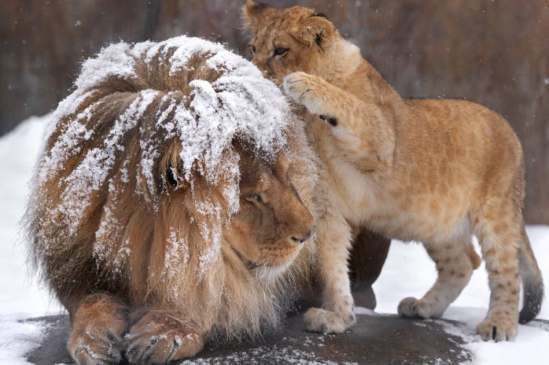 旭山動物園園內一頭公獅，頭上被點點雪片覆蓋。 圖／Twitter：rikunow