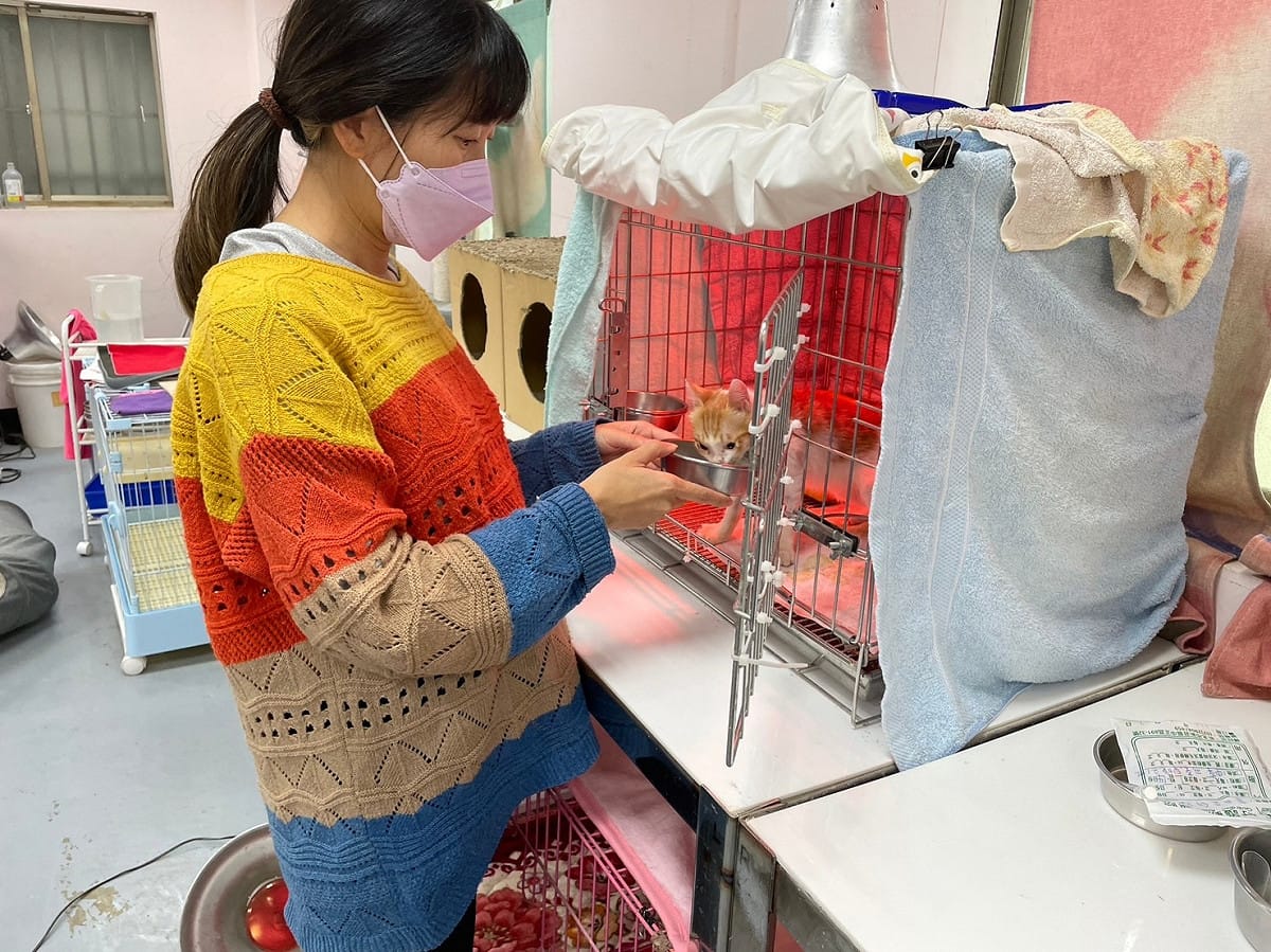 動保員劉可茵細心照顧毛寶貝。 圖：新北市動保處提供