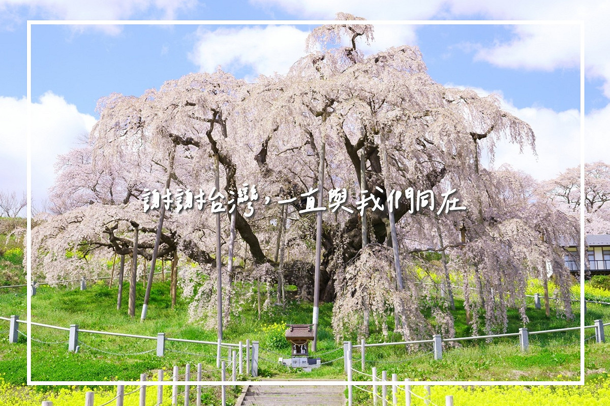 日本311大地震屆滿12週年，日本台灣交流協會台北事務所代表泉裕泰發文感謝台灣當年伸出援手相助，稱自己一邊聽著「花は咲く」（花正在開）這首曲子，一邊暢想著日台友情之花年年盛開的景象。 圖: 翻攝自日本台灣交流協會臉書