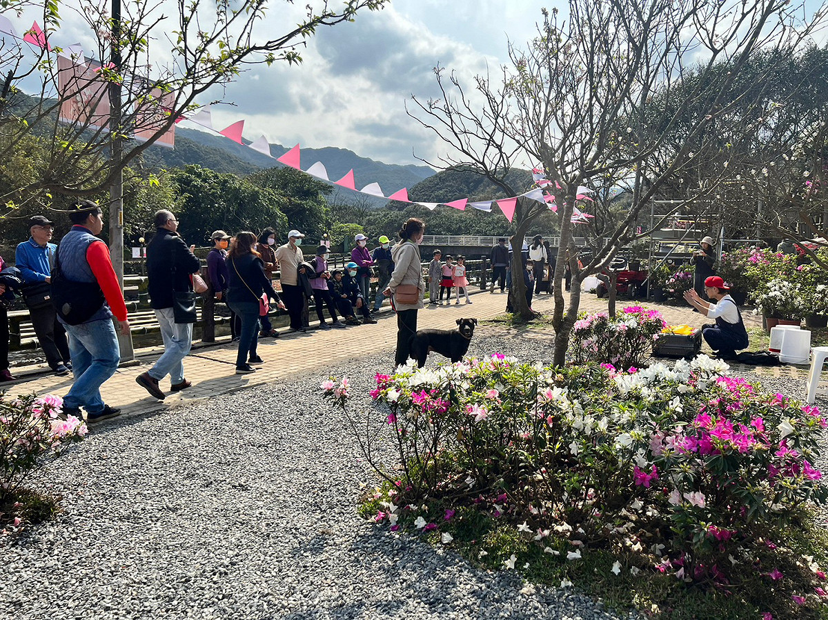 2023萬金杜鵑「移動花聚落」花展於「萬里區觀光公園」及「瑪鋉運動公園」熱鬧展出，開展以來已逾6萬人進場觀展。 圖：新北市農業局提供