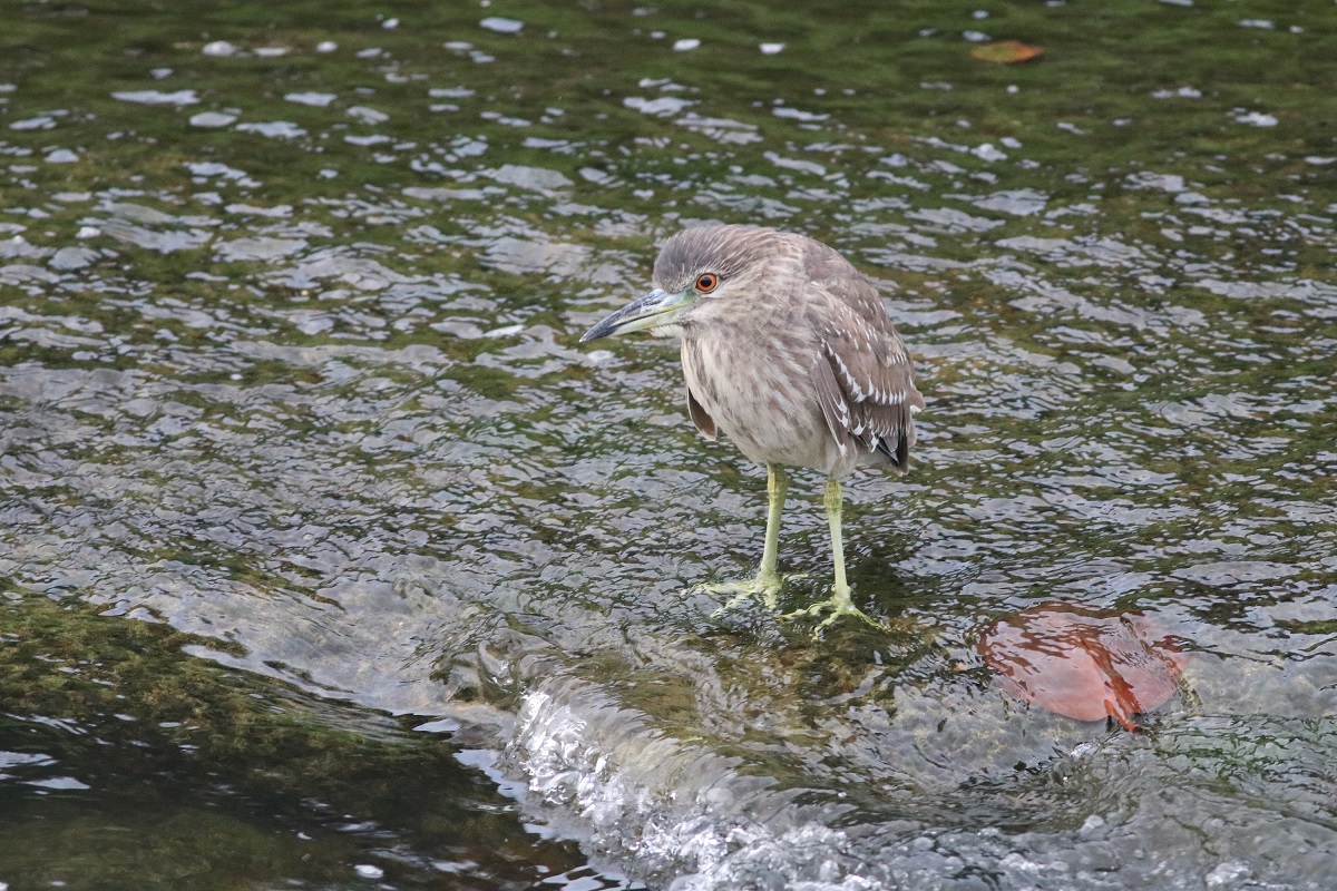 夜鷺（亞成鳥），佇立於大窠坑溪覓食魚類。 圖：新北市水利局提供