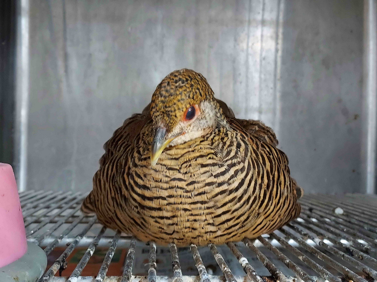 動保處同時需要收容約50隻鳥禽。 圖：新北市動保處提供