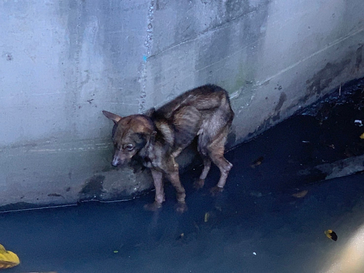 瘦可見骨的棕毛浪犬受困大排水圳的陡峭壁面下，非常可憐。 圖：新北市動保處提供