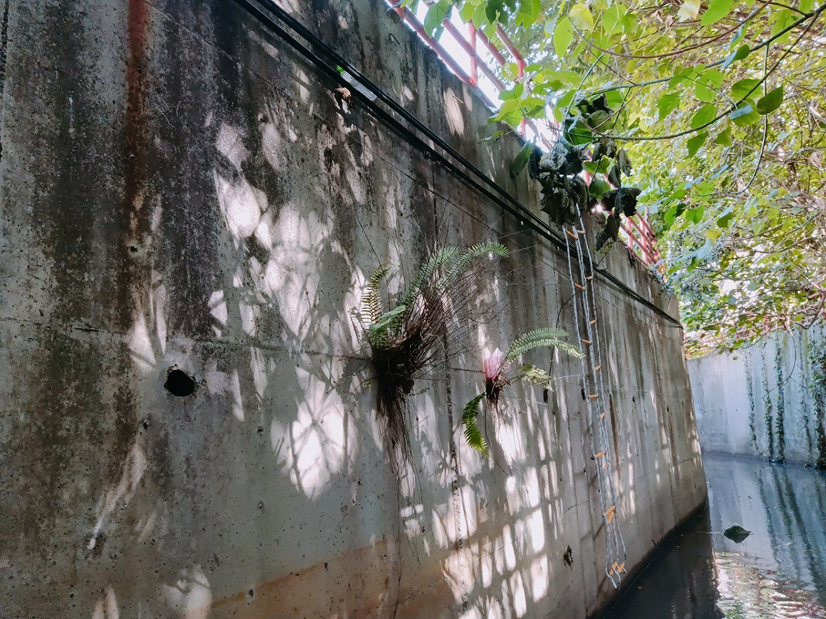 排水圳兩側相當平滑陡峭。 圖：新北市動保處提供