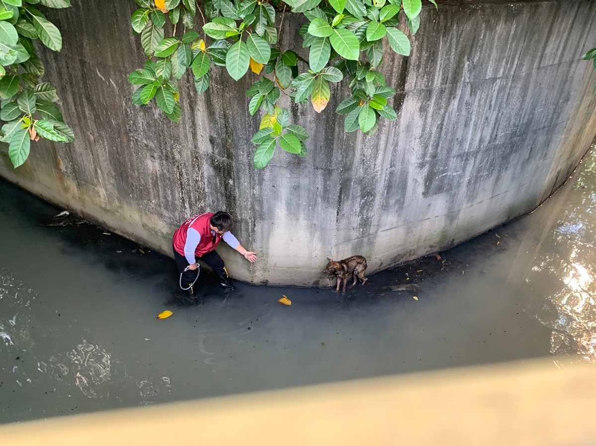 樹影扶疏的水圳對彎處找到了受困的皮包骨浪犬。 圖：新北市動保處提供