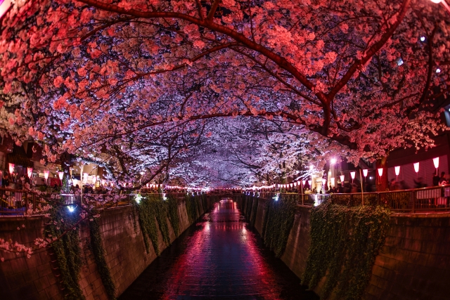 日本櫻花季即將來臨，東京「目黑川」是賞櫻熱門景點，3月下旬至4月上旬沿岸吉野櫻將會相繼盛開 圖：ⒸTCVB／提供