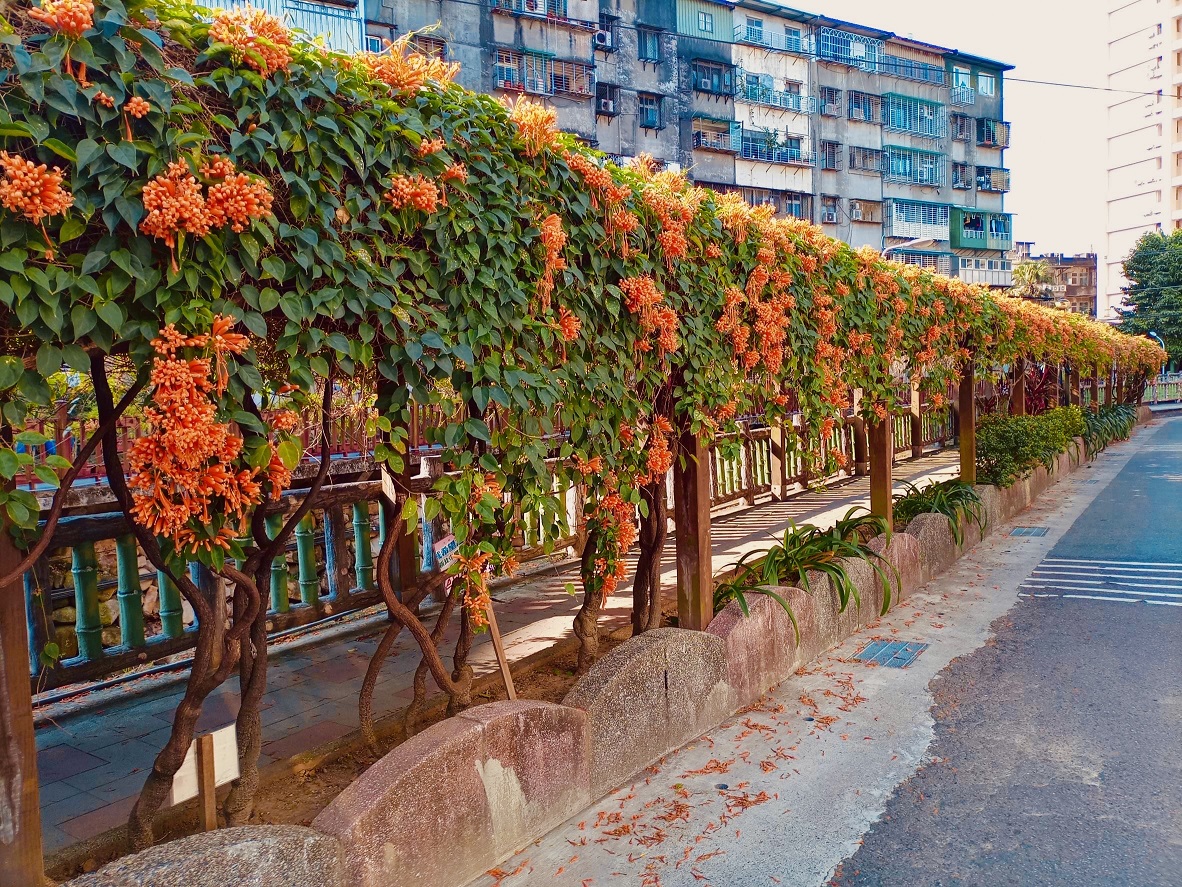 土城希望之河水畔兩岸充滿延伸感的炮仗花海。 圖：新北市景觀處提供