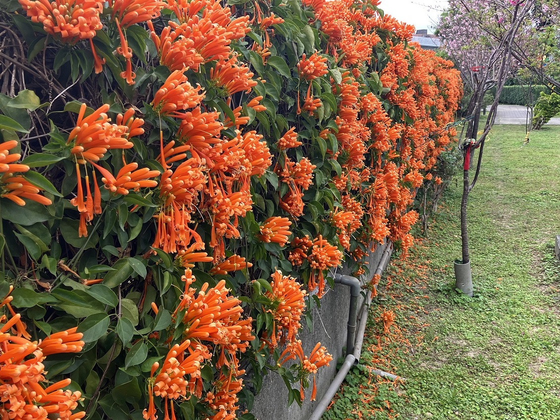 泰山黎明步道花園盛開繽紛的炮仗花。 圖：新北市景觀處提供
