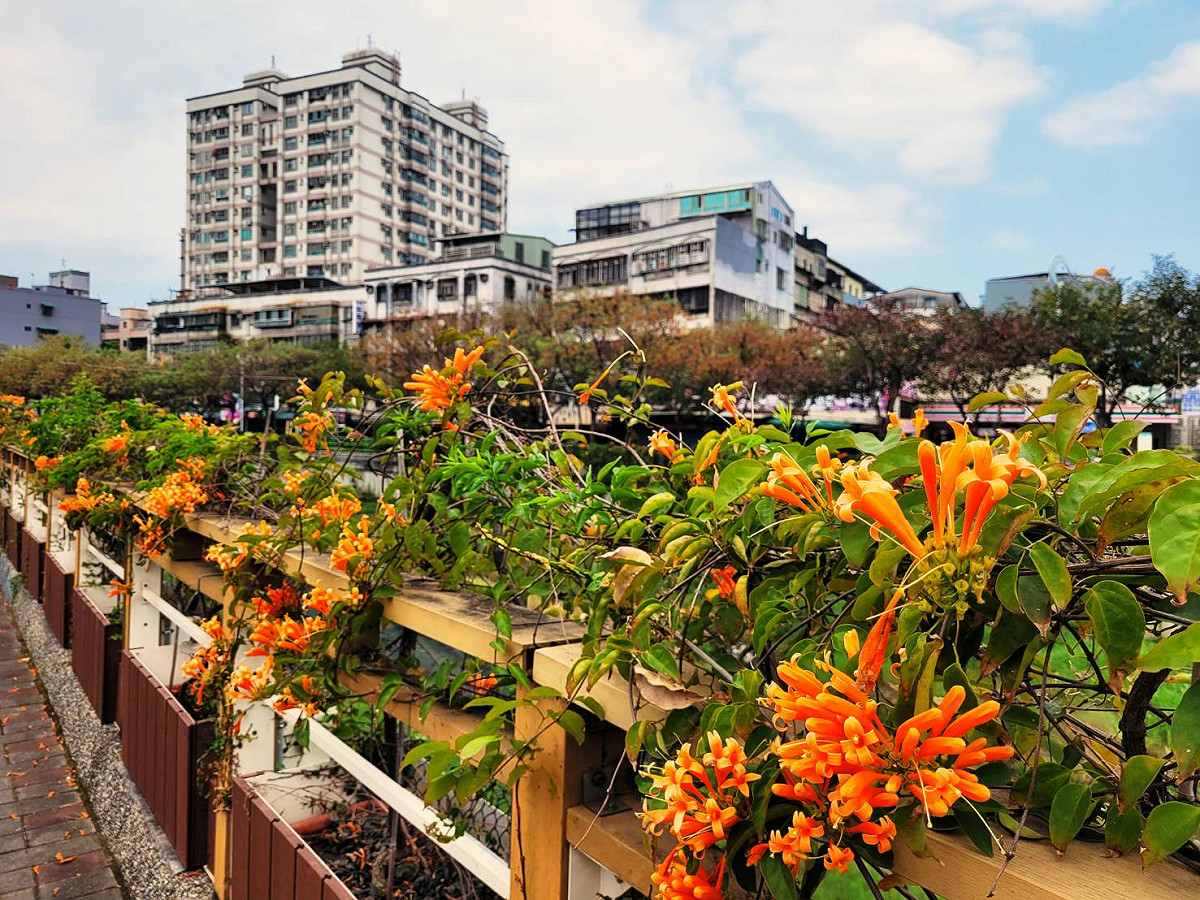 蘆洲鴨母港綿延百尺以上的炮仗花牆，伴隨微風吹拂，搖曳的身影好似喜氣洋洋的鞭炮雨。 圖：新北市景觀處提供