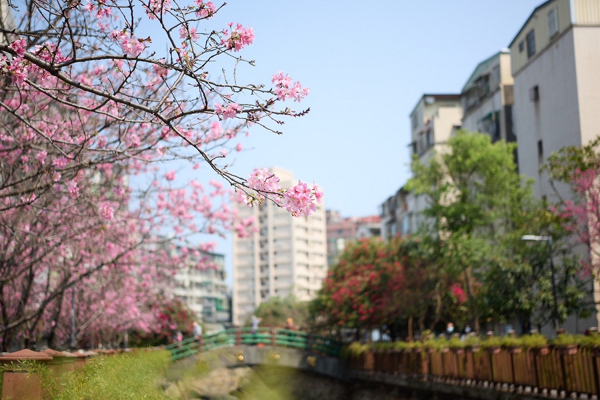 希望之河串聯捷運綠帶總長約1.6公里的賞櫻熱點。 圖：新北市景觀處提供