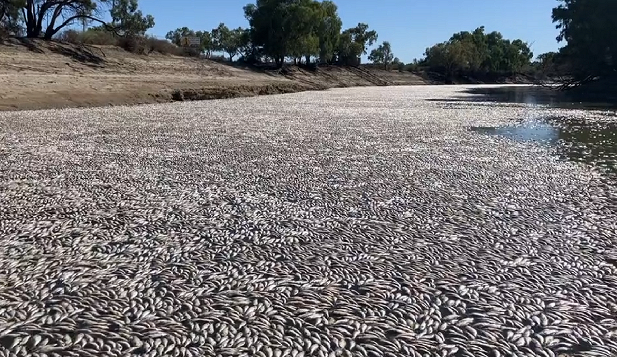澳洲梅寧迪鎮（Menindee）的達令-巴卡河（Darling-Baaka River），17日出現數百萬條死魚。 圖:翻攝自@Kate_McBride_1推特