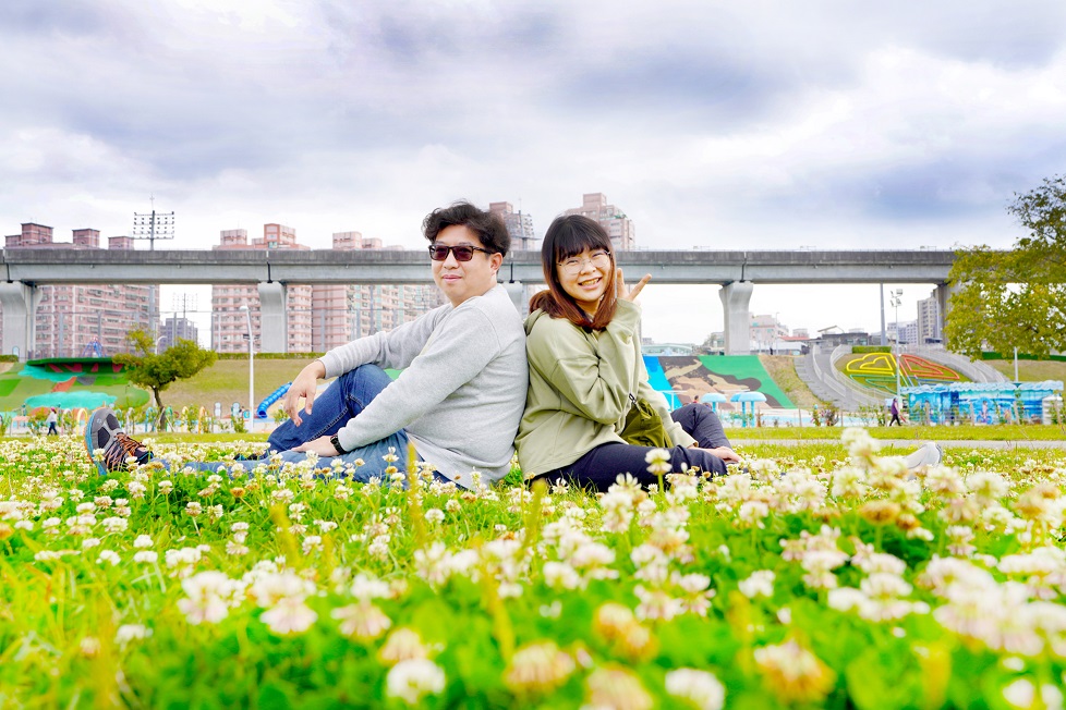 野生白花三葉草熱情盛開綻放於新北大都會公園。 圖：新北市高灘處提供
